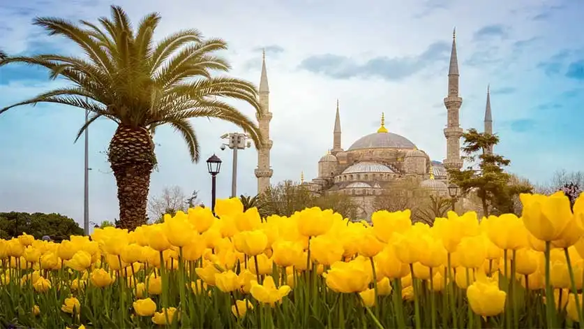 The tulip festivals in Istanbul