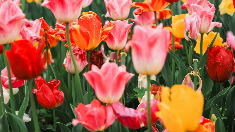 Flamboyant Feathers: The Allure of Parrot Tulips